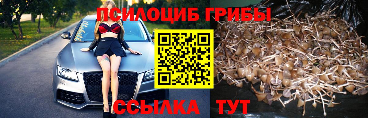 Псилоцибиновые грибы Psilocybe Ковров